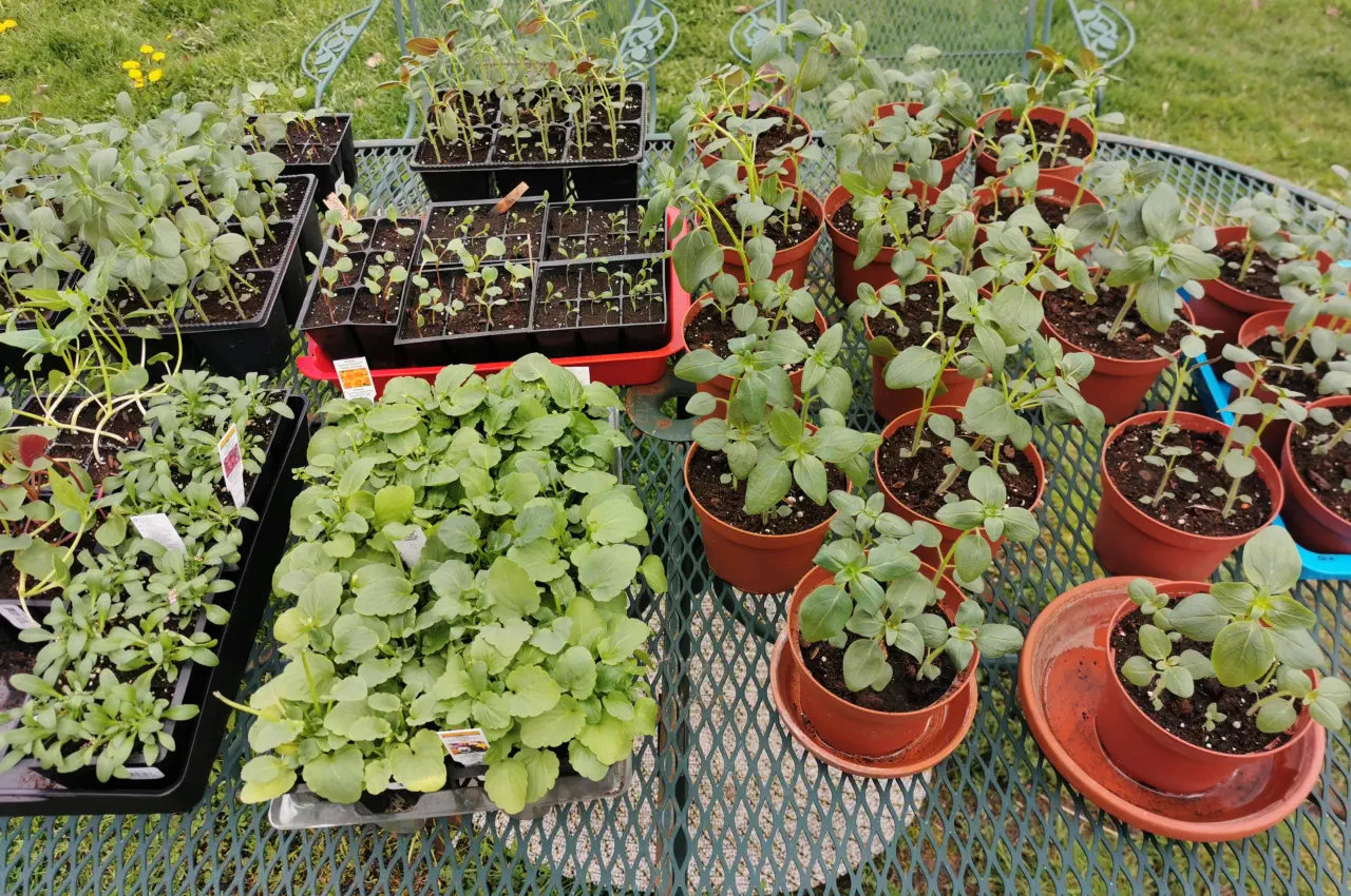 Why and How To Harden Off Your Young Seedlings and Plants